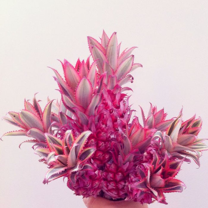 bouquet-mariee-ananas